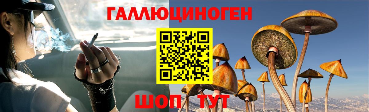 Галлюциногенные грибы Psilocybine cubensis  Фрязино 